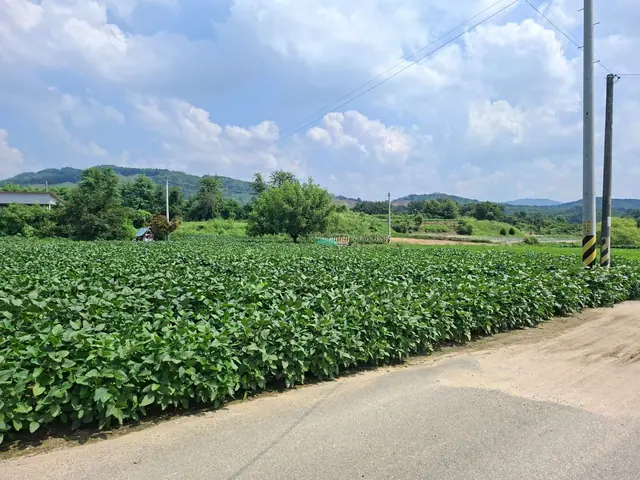 청주시 청원구 북이면 장재리 장재리 약 734평 토지·4m 도로 접함 안내