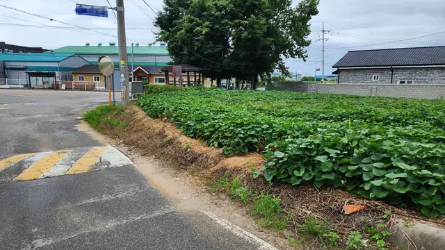 청주시 흥덕구 옥산면 덕촌리 덕촌리 신협 인근 약 189평 나대지