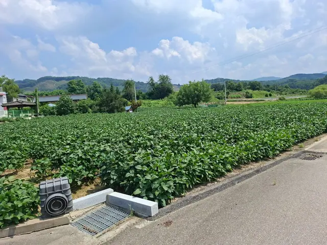 청주시 청원구 북이면 장재리 장재리 약 734평 토지·4m 도로 접함 안내