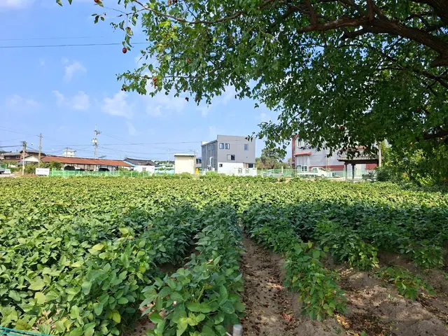 청주시 청원구 북이면 장재리 장재리 약 734평 토지·4m 도로 접함 안내